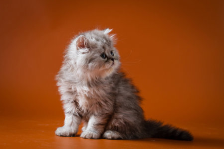 Stock photography Scottish straight longhair kitten sitting against a orange backgroundの写真素材