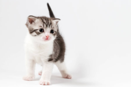 Portrait of Scottish straight kitten bi-color spotted staying four legs against a white background, one month oldの写真素材