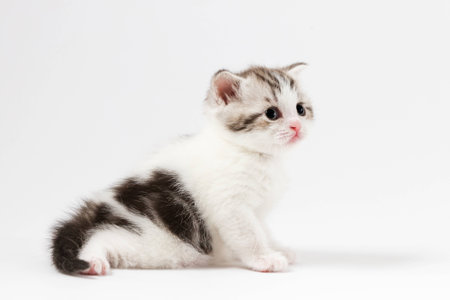 Portrait of cute scottish straight kitten bi-color spotted sitting against a white backgroundの写真素材