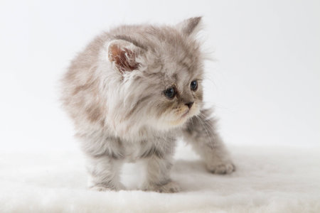 Scottish straight longhair kitten, staying four legs against white backgroundの写真素材