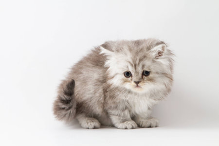 Scottish Straight Longhair Kitten Staying Four Legs On A White
