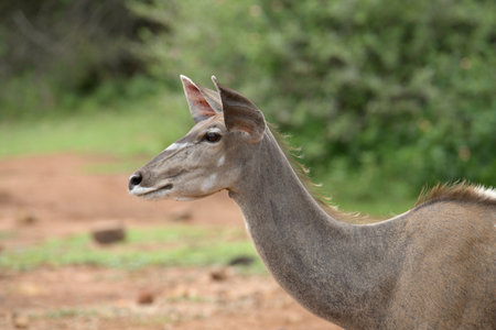 Inquisitive Greater Kudu ewe (Tragelaphus strepsiceros). A secretive species of antelope, which is...