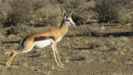 Springbok ram marking it's territory. Captured in the Karoo National, Western Cape.