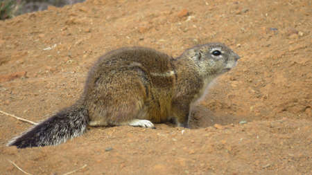 Cape ground squirrel outside it's burrow captured near Reitfontein Farm near Nieu Bethesda, Eastern...