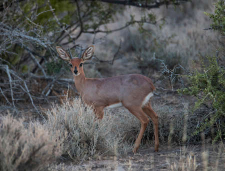 Alert Steenbok ram captured in the early morning at Karoo National Park, Western Capeの写真素材