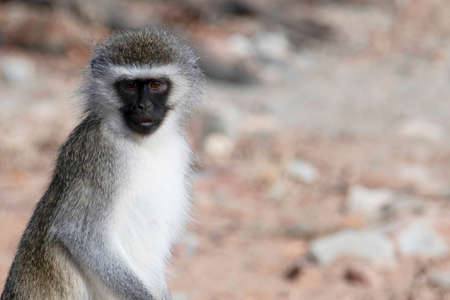 A close up of a biepedal vervet monkey (Chlorocebus pygerythrus) in Camdeboo National Park. These monkeys become biepedal in response to an alarm call.の写真素材
