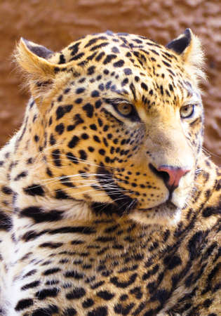Irritable male leopard, Hartbeespoort, North West, South Africa.