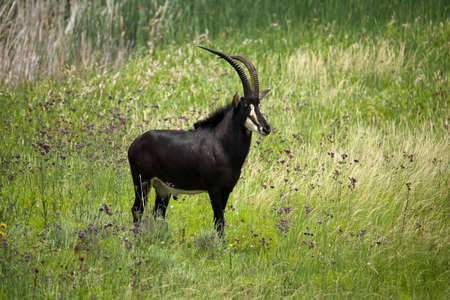 Sable bull antelope (Hippotragus niger), Fochville, Gauteng, South Africa