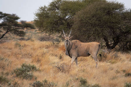 Common Eland bull (Taurotragus oryx), displays his immense size, in the Mokala National Park, Free...