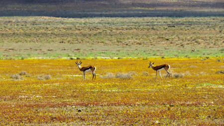 Ablaze of yellow. A pair of springboks grazing amid yellow wildflowers in the Tankwa Karoo National Park.の写真素材