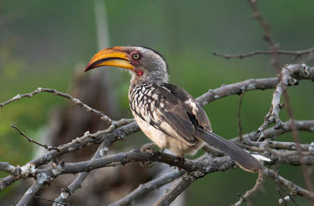 Southern yellow-billed hornbill (Tockus leucomelas), Zimanga Private Game Reserve, KwaZulu Natal.
