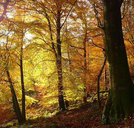 Autumnal trees, Exmoor, South West England