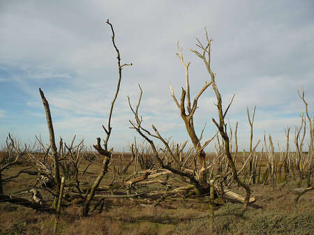 Porlock Marsh, Exmoor, South West England, where the sea is reclaiming the landの写真素材