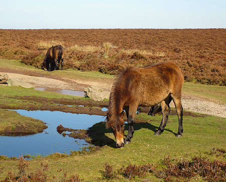 Exmoor ponies, Exmoor, South West Englandの写真素材