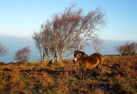 A frosty morning with a blanket of misty clouds and a hardy, wild, Exmoor pony, South West Englandの写真素材