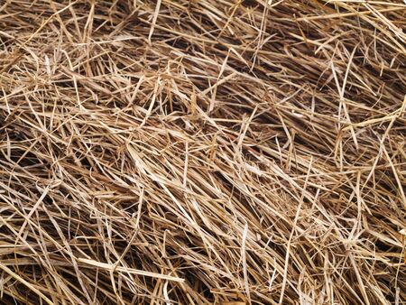 Texture hay closeup. Straw background, harvestingの写真素材