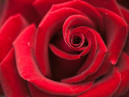 Red rose close up. Beautiful flower in the garden. Background with red roseの写真素材