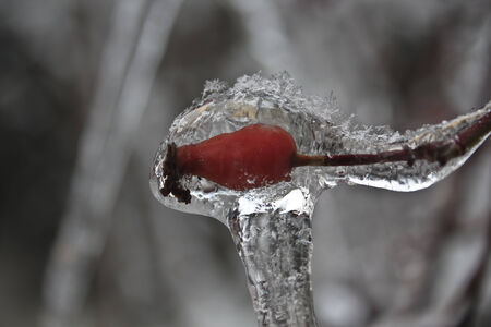 Rosehip in an icicleの写真素材