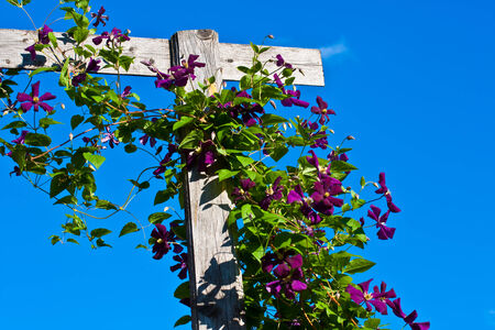 Clematis in bloom against a blue skyの写真素材