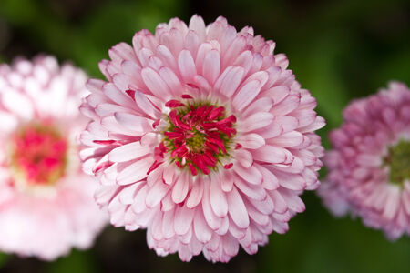 Pink English daisyの写真素材
