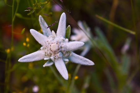 close-up image of a Edelweiss flowerの写真素材