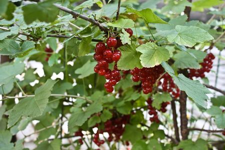 Red currant growing on a bushの写真素材