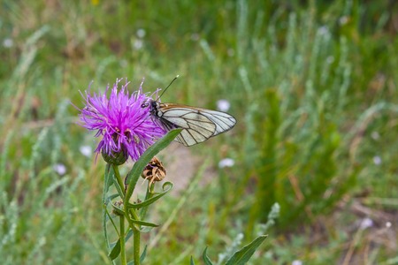 White butterfly on a flowerの写真素材