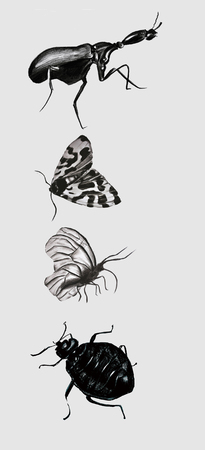 insectsの写真素材