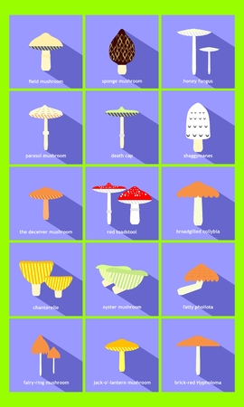 most common mushroomsのイラスト素材