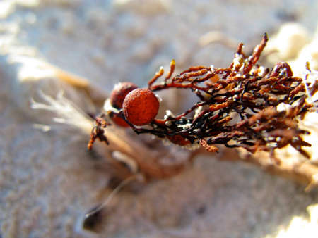 Sea Grapesの写真素材