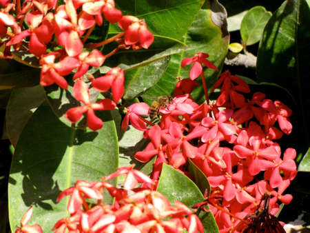 Mexican Beeの写真素材