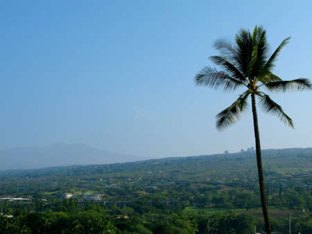 Palm tree in hawaiiの写真素材
