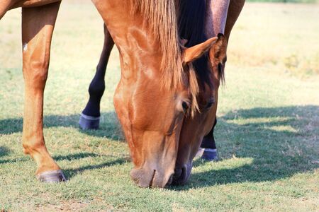 pair of horses grazing nose to noseの写真素材