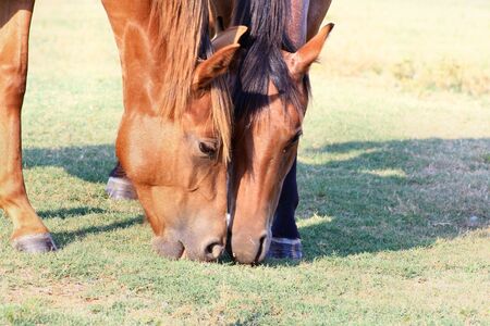 horses grazing face by faceの写真素材