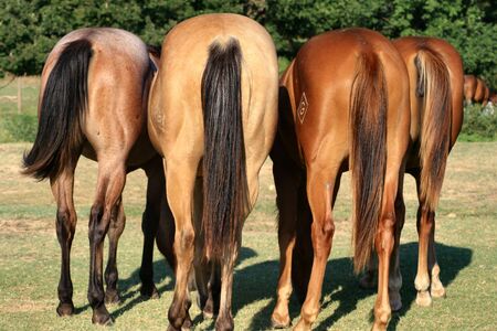 horses tailsの写真素材
