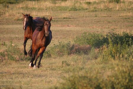 a pair of horses gallopingの写真素材