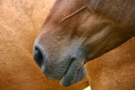 horses face close upの写真素材