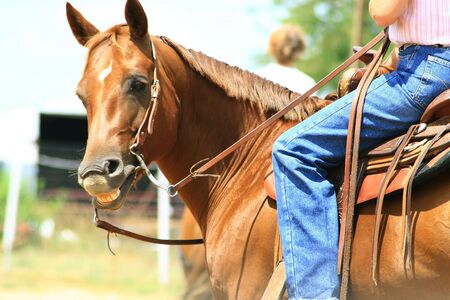 smiling horseの写真素材
