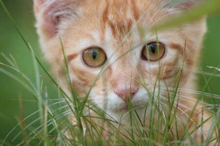 orange kitten face seen through blades of grassの写真素材