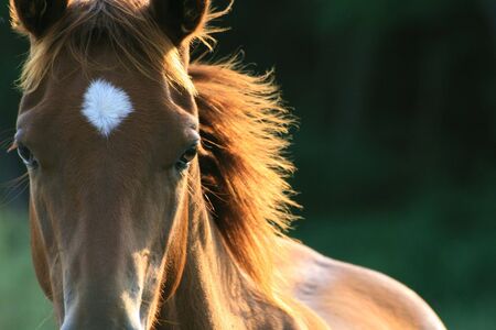 mane and star foalの写真素材