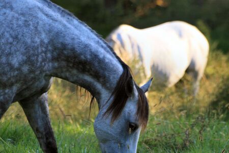 horses in a fieldの写真素材