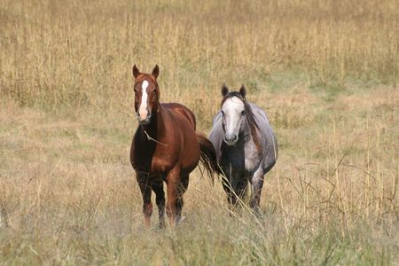 Pair of grazing horses