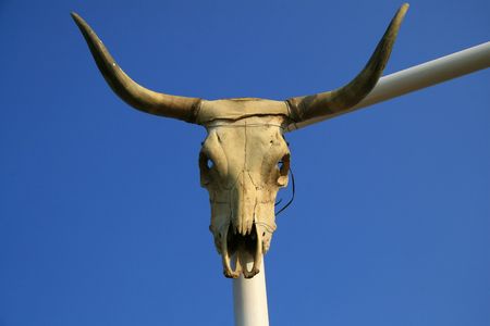 Western steer skullの写真素材