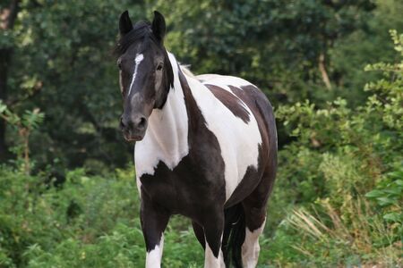 Paint horse and woodsの写真素材