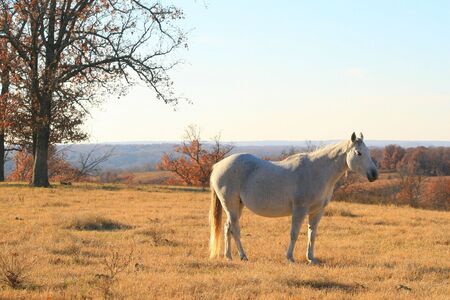 Horse warming in the sunの写真素材