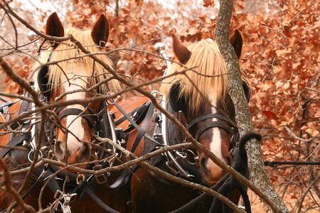 Pair of draft horsesの写真素材