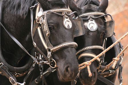 Percheron team of draft horsesの写真素材