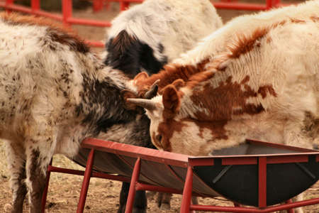 Herd of cattle feedingの写真素材