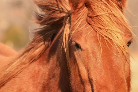 Horse close upの写真素材