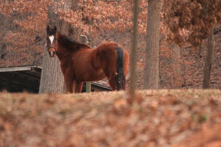 Sweetheart, a 28 year old retired show horseの写真素材